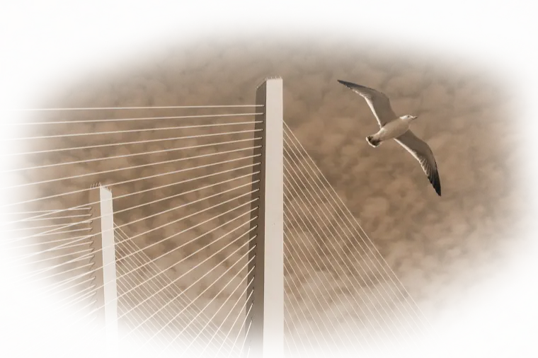 чайка над мостом